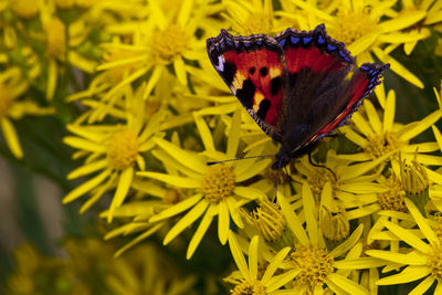 Close-up of butterfly pollinating on flower