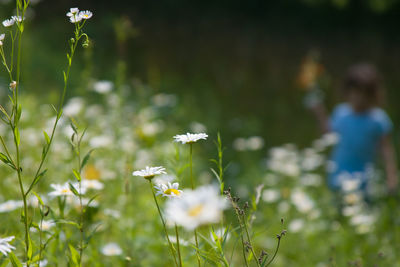 Close-up of flowers blooming outdoors