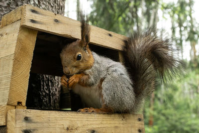 Curious red squirrel in a gray coat sits in a wooden feeder in the forest in summer and eats nuts.