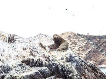 View of bird on rock against sky