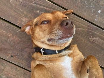 Close-up of dog lying on boardwalk