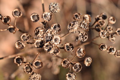 Close-up of plants