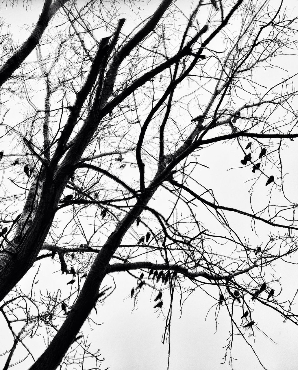 branch, bare tree, tree, low angle view, clear sky, nature, tranquility, beauty in nature, sky, tree trunk, scenics, outdoors, growth, no people, twig, day, tranquil scene, silhouette, dead plant, backgrounds