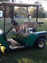 Dog relaxing on grass