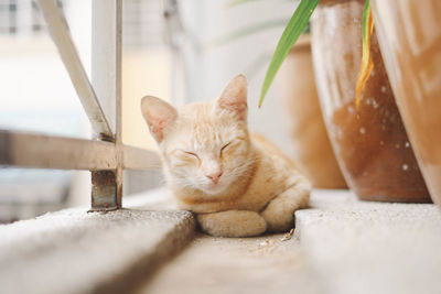 Portrait of cat relaxing