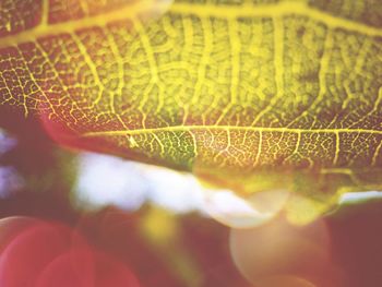 Close-up of leaves against blurred background