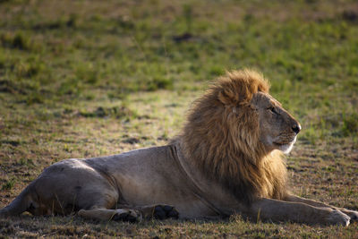 Lion relaxing on a field