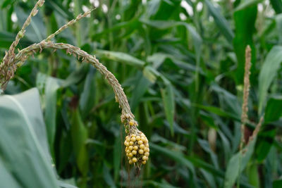 Close-up of fresh green plant