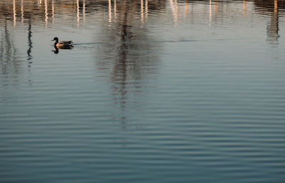 Ducks swimming in lake