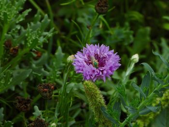 Close-up of purple flowering plant