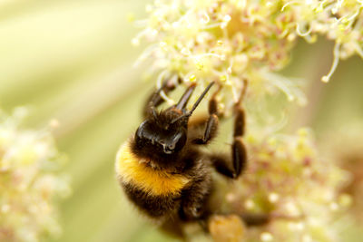 Close-up of bee pollinating on flower