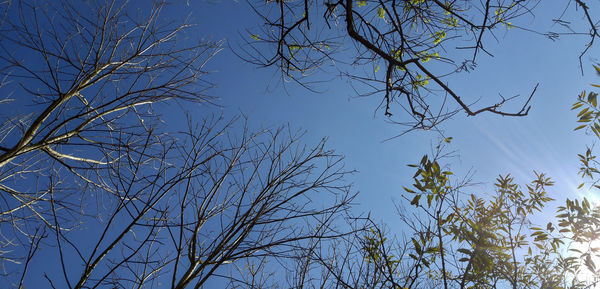 Low angle view of tree against sky