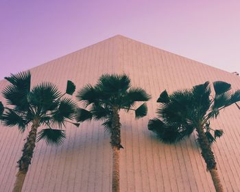 Low angle view of palm tree against sky