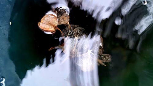 Close-up of insect on white flower