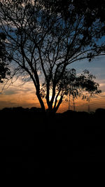 Silhouette trees on field against sky during sunset