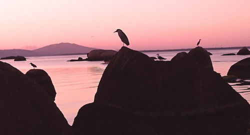 Silhouette birds perching on rock by sea against sky