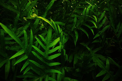 High angle view of green leaves