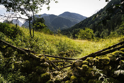 Scenic view of trees and mountains against sky