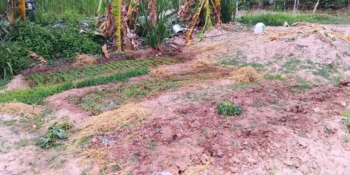 Plants growing on field