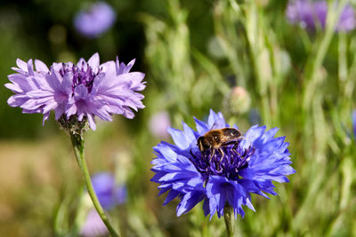 High angle close-up of honey bee pollinating on flower