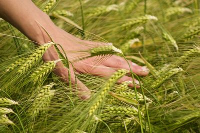 Cropped hand of person touching crops growing in farm