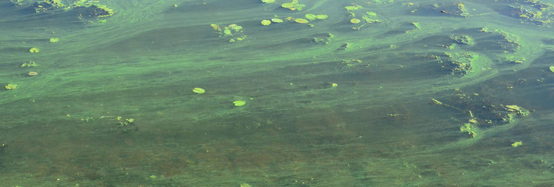 High angle view of fish swimming in lake