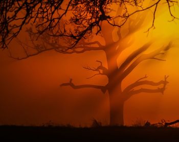 Silhouette of tree at sunset