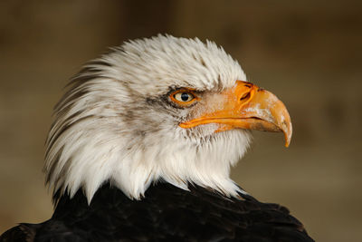Close-up of an eagle 