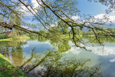 Close-up of tree by lake against sky