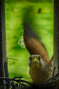 Close-up of bird perching outdoors