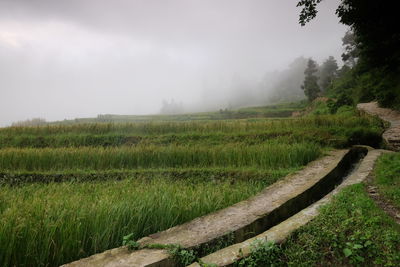 Amazing fields of rice in northern china, stunning backdrops d.y