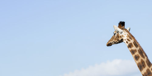 Giraffe head back portrait in day against blue sky.