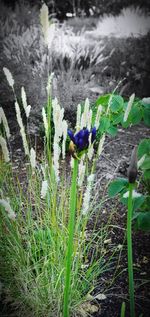 Close-up of purple flowering plants on field