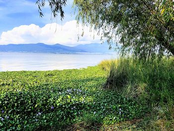 Scenic view of field by sea against sky