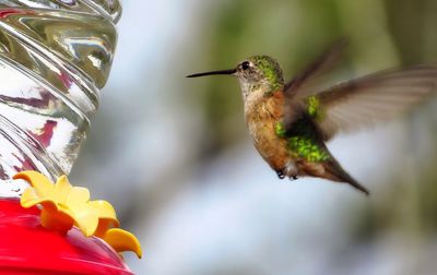 Close-up of hummingbird