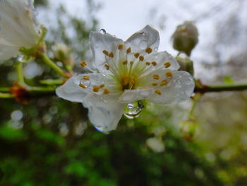 Close-up of wet white flower