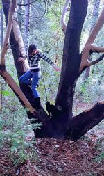 People standing by tree trunk in forest