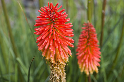 Close-up of red flowering plant