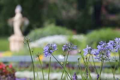 Close-up of purple flowering plants on field