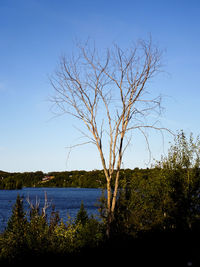 Bare tree against clear blue sky