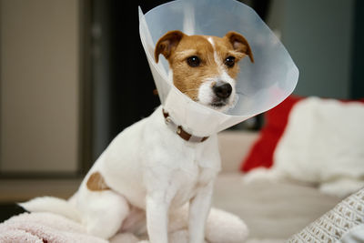 Dog in rehabilitation after surgery, wears plastic cone for protection