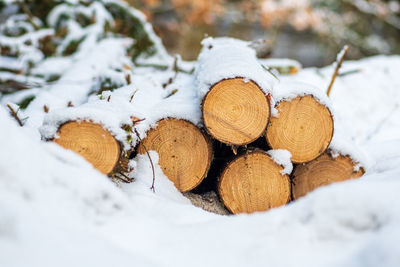 Stack or pile composed of blocks, pieces or logs of wood in winter or spring with snow