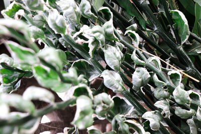 Close-up of white flowers