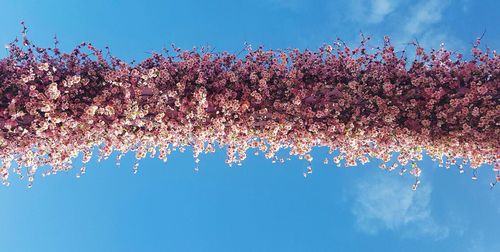 Low angle view of pink flowers against blue sky