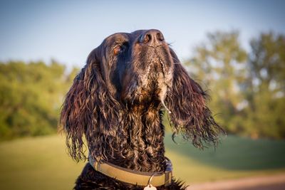 Close-up of dog looking up