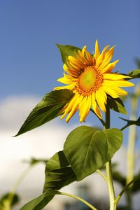 Close-up of yellow flower against clear sky