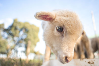 Close-up portrait of sheep against sky