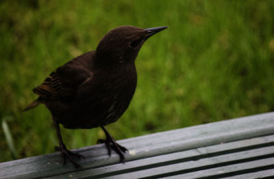 Close-up of bird perching on wooden railing