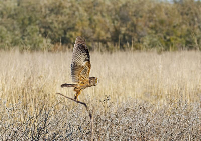 Long eared owl  perching on field