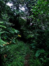 Trees and plants growing in forest